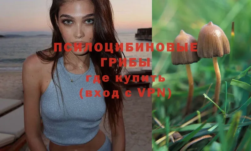 Галлюциногенные грибы Psilocybe  blacksprut сайт  Каргополь 